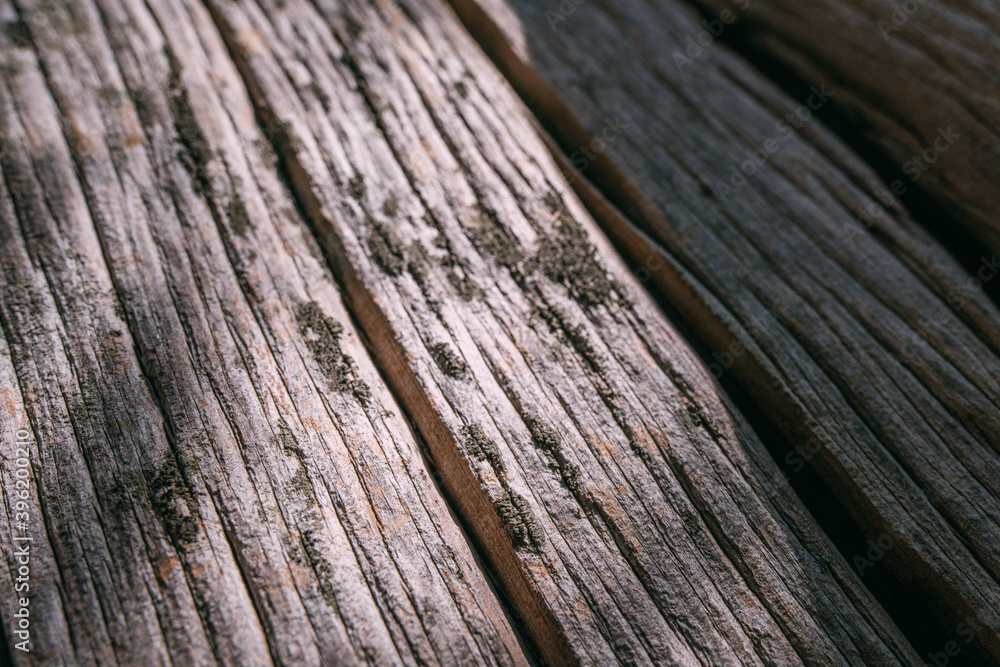 Fototapeta premium The texture of the bark of a large old tree on a sunny day. Close-up. Macro