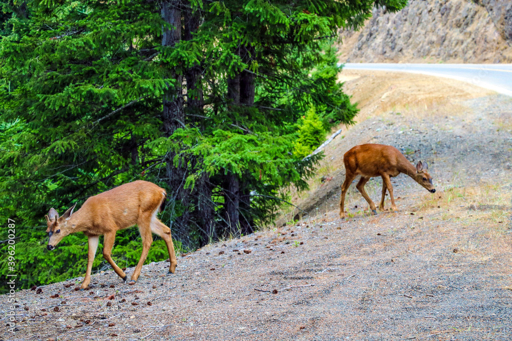 Young deers near the road. Summer wildlife landscape with a relaxed wildlife in nature. Young deers near the road. Summer wildlife landscape with a relaxed wildlife in nature.