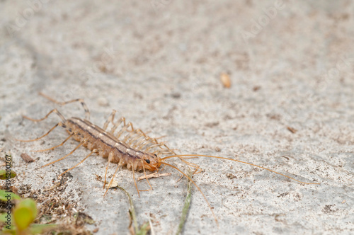 House centipede (Scutigera coleoptrata).