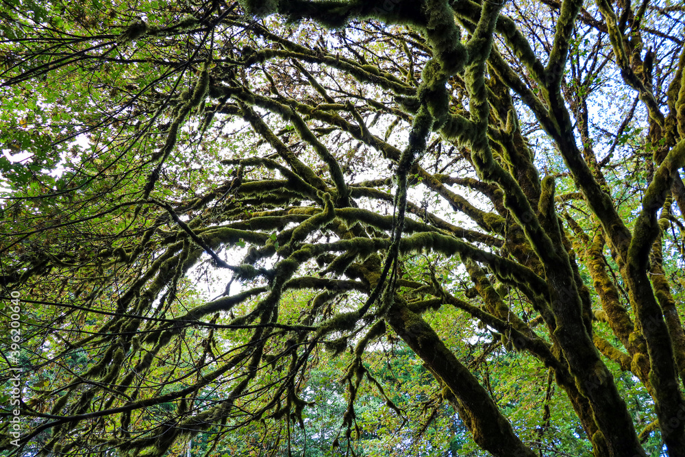 Fototapeta premium Rain forest in olympic national park, Washington, USA.