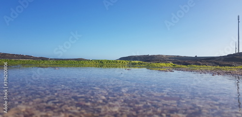 Little algae garden in the ocean