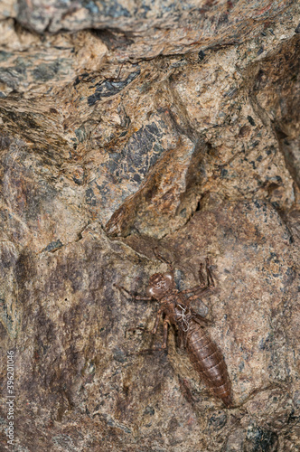 Exuviae of dragonfly  Odonata .