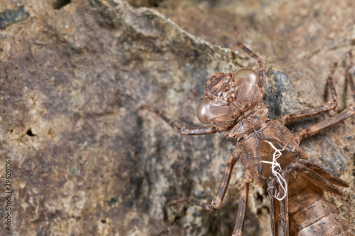 Exuviae of dragonfly (Odonata). © Federico