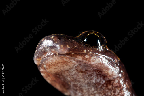 North-West Italian Cave SAlamander (Hydromantes strinatii) portrait, italian apennines. photo