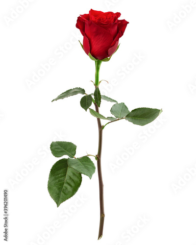 red rose isolated on white background  clipping path  full depth of field