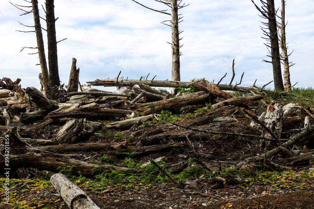 Driftwood on the coast surrounded by sand, rocks, vegetation, grasses.