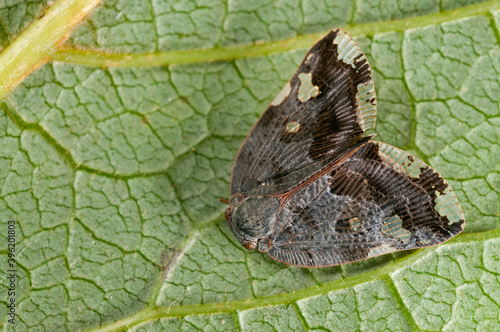 Black planthopper (Ricania speculum).