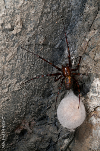 European cave spider (Meta menardi) in a cave in Liguria, Italy.
 photo