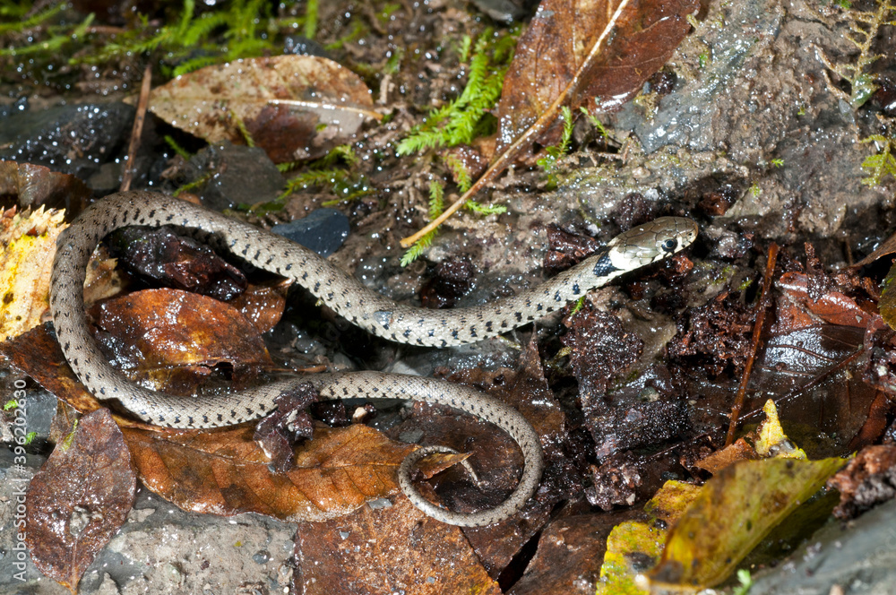 Obraz premium Grass snake (Natrix helvetica) juvenile near a cave in Appennine, Italy. 