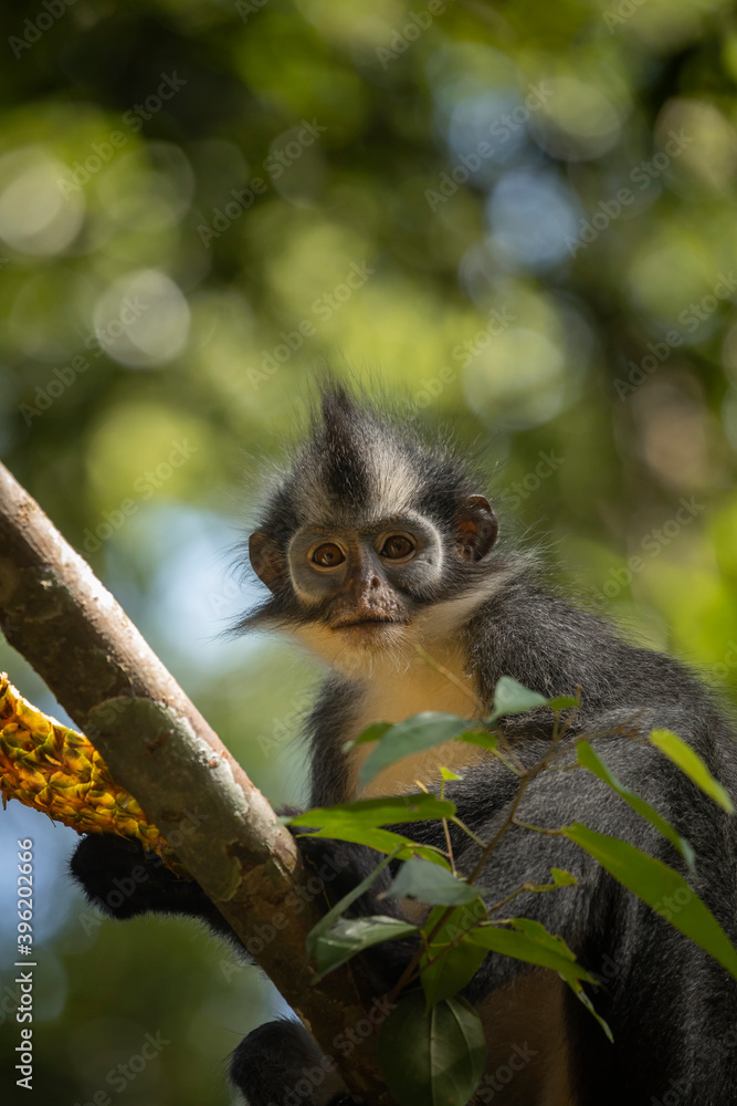 Wild Thomas's Langur, a primate mammal, also known as Presbytis thomasi, looks around the rainforests of Sumatra, Indonesia, in Leuser National Park near Bukit Lawang. Wild Thomas's Langur, a primate mammal, also known as Presbytis thomasi, looks around the rainforests of Sumatra, Indonesia, in Leuser National Park near Bukit Lawang.