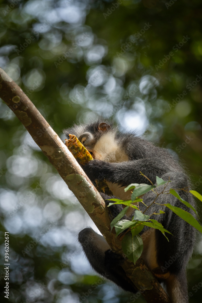 Obraz premium Wild Thomas Langur, primate mammal, also known as Presbytis thomasi, eats a piece of pineapple in the rainforests of Sumatra, Indonesia, in the Leuser National Park, near Bukit Lawang.