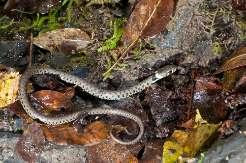 Grass snake (Natrix helvetica) juvenile near a cave in Appennine, Italy. 