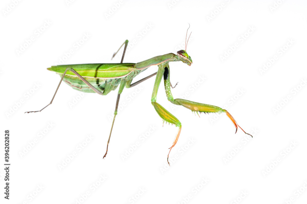 European common mantis (Mantis religiosa) on white background, Tuscany, Italy. European common mantis (Mantis religiosa) on white background, Tuscany, Italy.