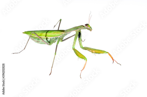 European common mantis (Mantis religiosa) on white background, Tuscany, Italy.