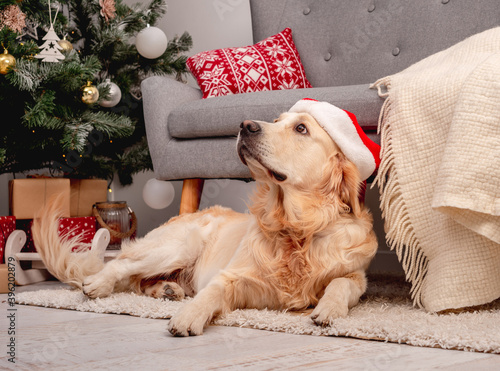 Fototapeta Naklejka Na Ścianę i Meble -  Golden retriever dog in new year hat