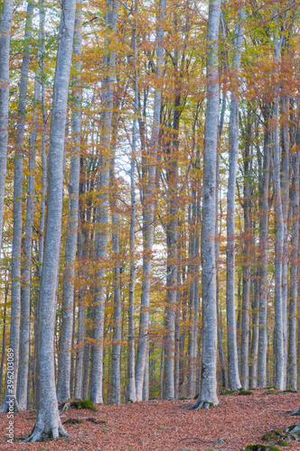 Beech forest  Fagus sylvatica  in Autumn at Monte Amiata  Tuscany  Italy.