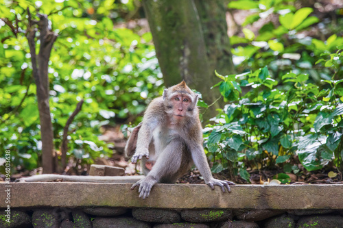 Cheerful Balinese monkey sitting on a stone parapet