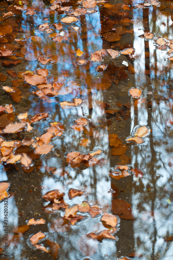 Reflex in a forest in autumn, Tuscany, Italy. Reflex in a forest in autumn, Tuscany, Italy.