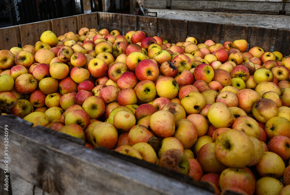 Apples in Crate in Upstate NY Farm Apples in Crate in Upstate NY Farm