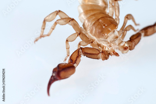 Exuvia of scorpion (Euscorpius sp.) on white background