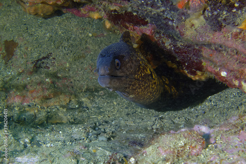 Common moray  Muraena helena  in Mediterranean Sea