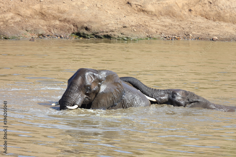 Afrikanischer Elefant im Mphongolo River/ African elephant in Mphongolo River / Loxodonta africana. Afrikanischer Elefant im Mphongolo River/ African elephant in Mphongolo River / Loxodonta africana.