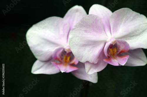 Elegant flower of a purple phalaenopsis orchid isolated on a black background.