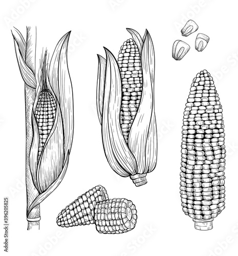 Corn sketch style illustration. Stylized sweet corn elements in engraved style. 