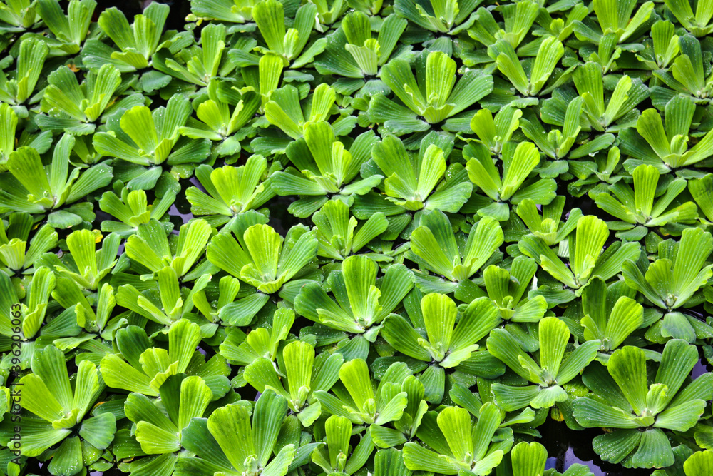 Pistia is a monotypic genus of the Aroid family Araceae . Grassy aquatic plant used in aquariums. background. Pistia is a monotypic genus of the Aroid family Araceae . Grassy aquatic plant used in aquariums. background.