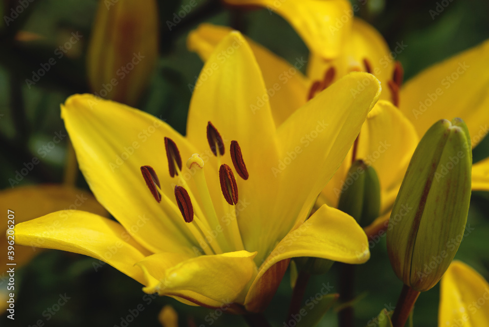 Obraz premium Yellow Saffron lily or Fire lily (Lilium bulbiferum ) in summer garden