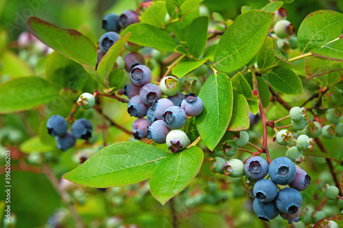 Northern blueberry bush (Vaccinium boreale) cultivated in organic household