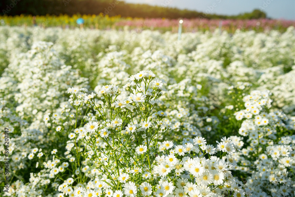 Many marguerites on a meadow of flowers in the garden with nice white petals and white blossoms in full blow as spring flower and summer bloom creating a feeling of relaxation and stress relief