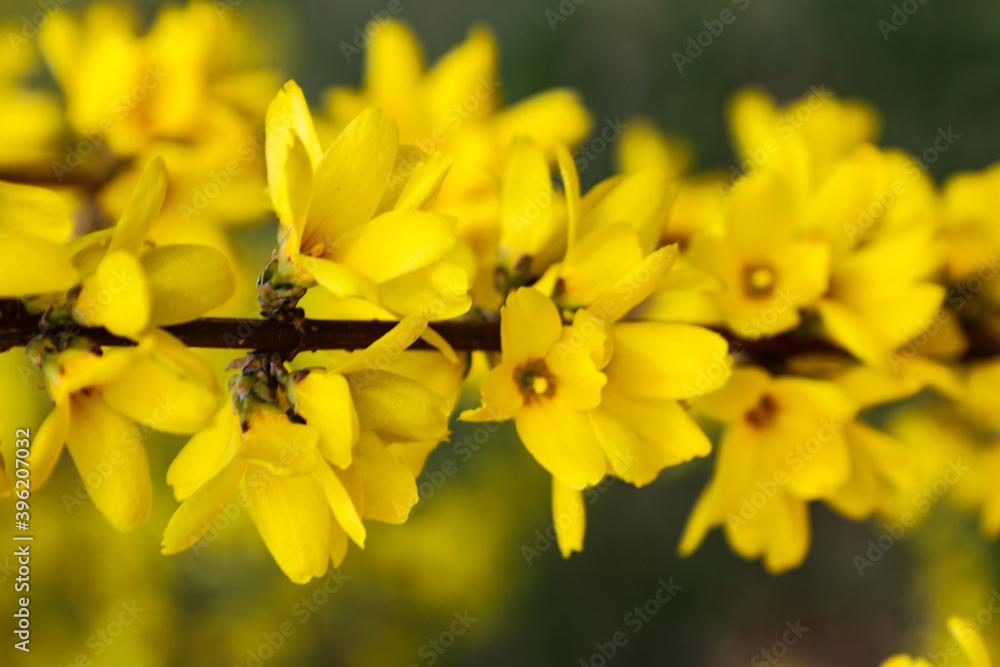 Forsythia flowers in front of with green grass and blue sky. Golden Bell, Border Forsythia. Forsythia flowers in front of with green grass and blue sky. Golden Bell, Border Forsythia.