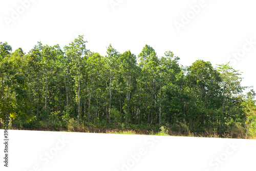 Green trees isolated on white background, Forest and foliage in summer, Row of trees and shrubs.