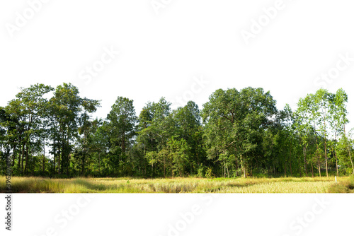 View of a High definition Tree line isolated on a white background.