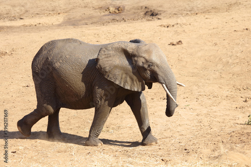 Afrikanischer Elefant   African elephant   Loxodonta africana