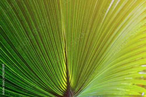 Close-up of decorative palm leaves  green background  pattern.