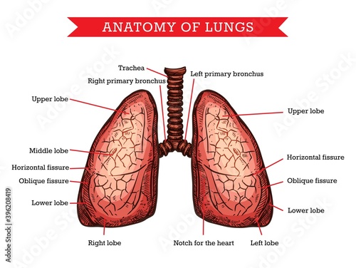 Human lungs anatomy, vector sketch medicine aid scheme of body internal pulmonology organ. Engraved medical visual aid poster of lungs with part names for medical university, hospital or clinic photo