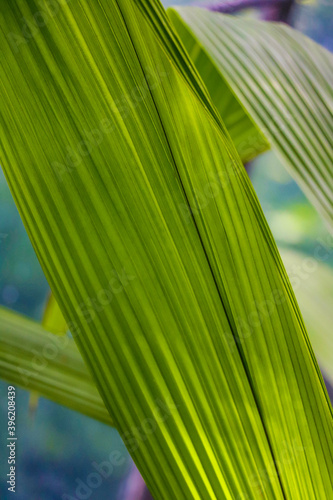 Natural macro photo with tropical green leaf fragment.