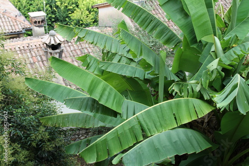 large leaves of a palm tree, juicy, green against the background of the Italian roofs of a small town
