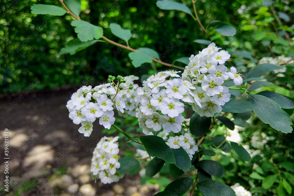 A Guelder rose Viburnum opulus , blooming in a garden. A Guelder rose Viburnum opulus , blooming in a garden.
