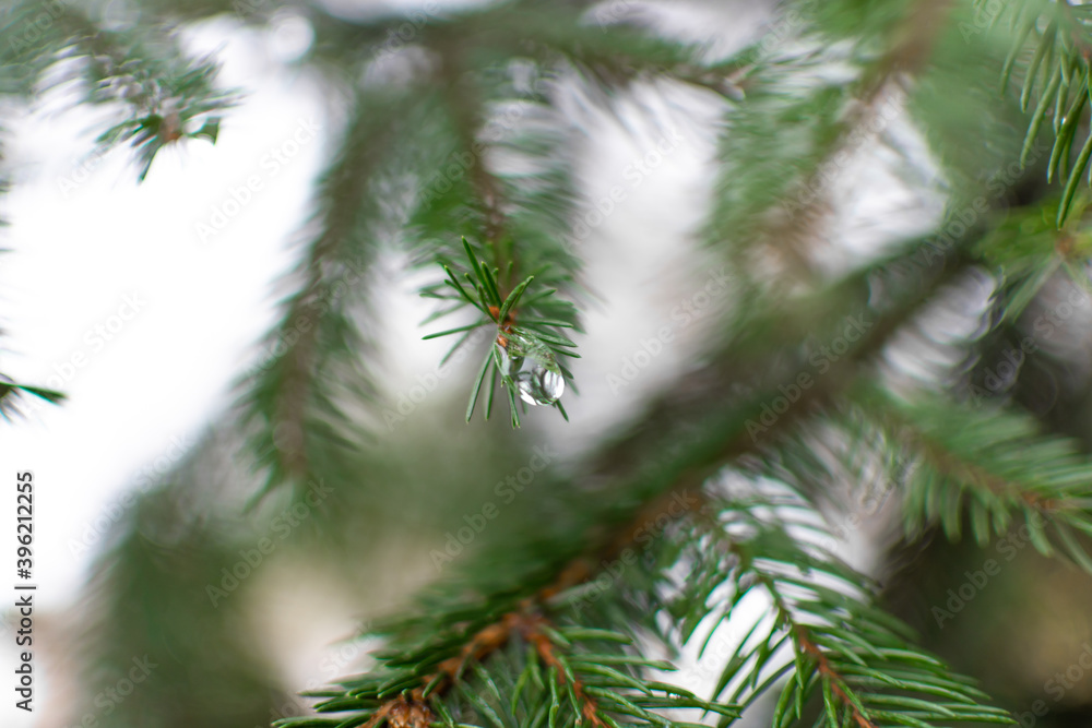 Obraz premium Green spruce branches