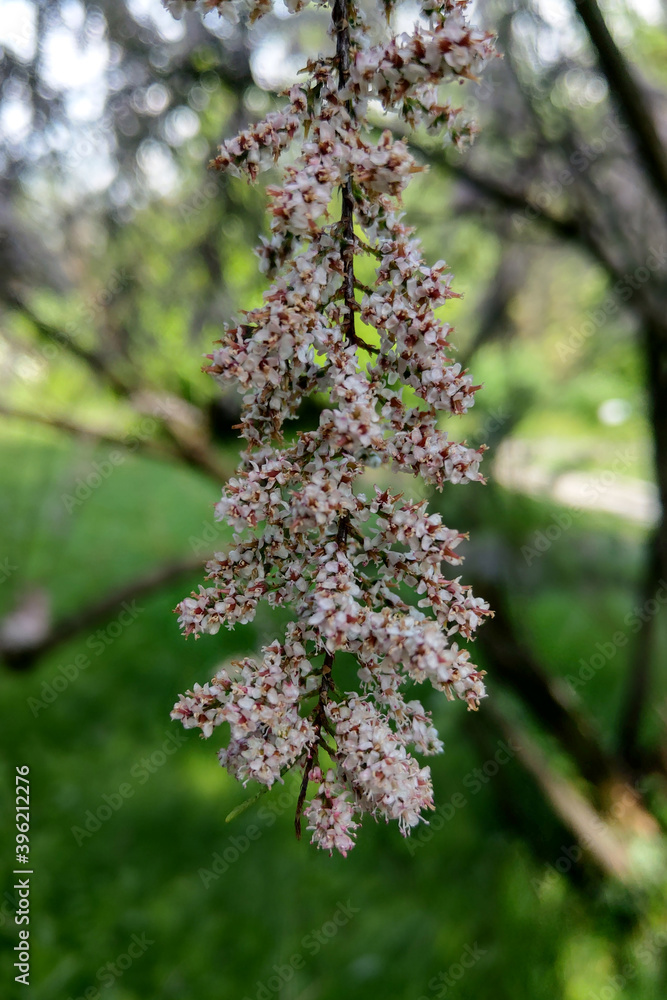 View of a flowering branch in the garden, the beginning of spring, nature comes to life.