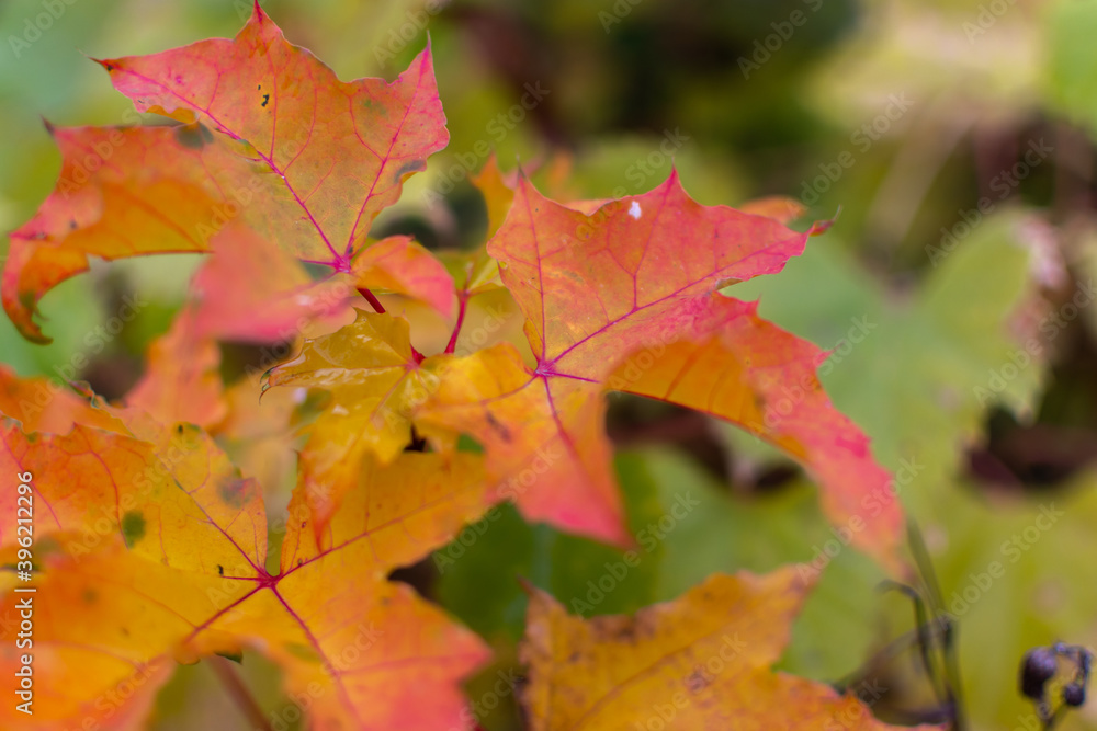 Autumn leaves of a young maple Autumn leaves of a young maple