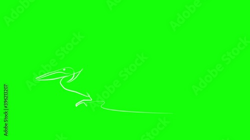 Two pelicans in one line. White line  animation on green background