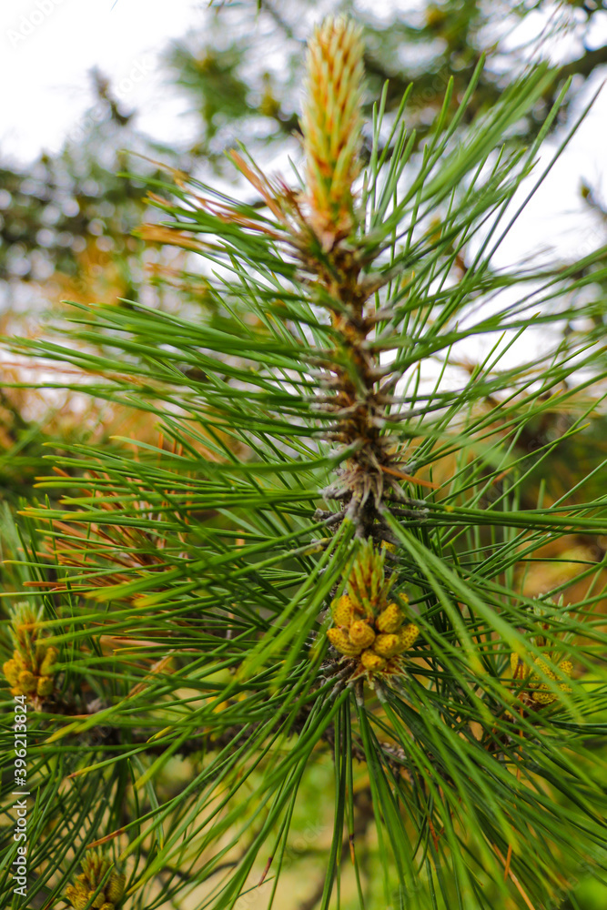 Macro closeup of pine branching off, new growth of branches on a conifer tree, out of focus. Macro closeup of pine branching off, new growth of branches on a conifer tree, out of focus.