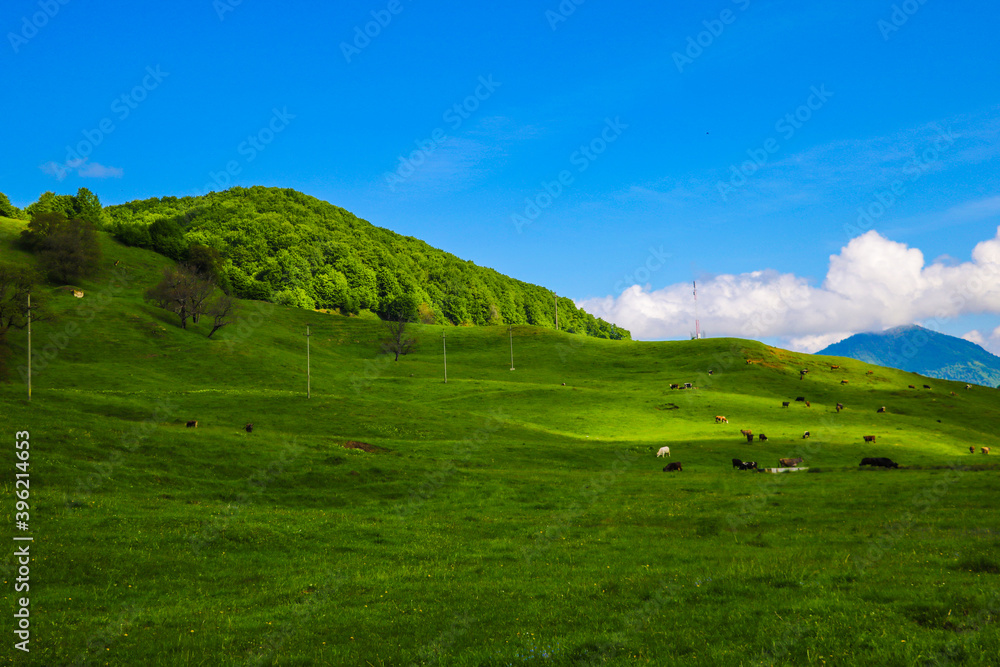 Beautiful green hills in spring or summer. Nature background.