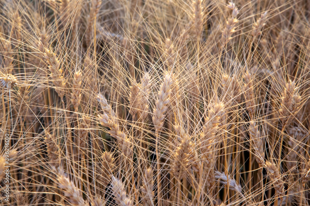 field crops grown with wheat. Agronomy and agriculture. Food industry. field crops grown with wheat. Agronomy and agriculture. Food industry.