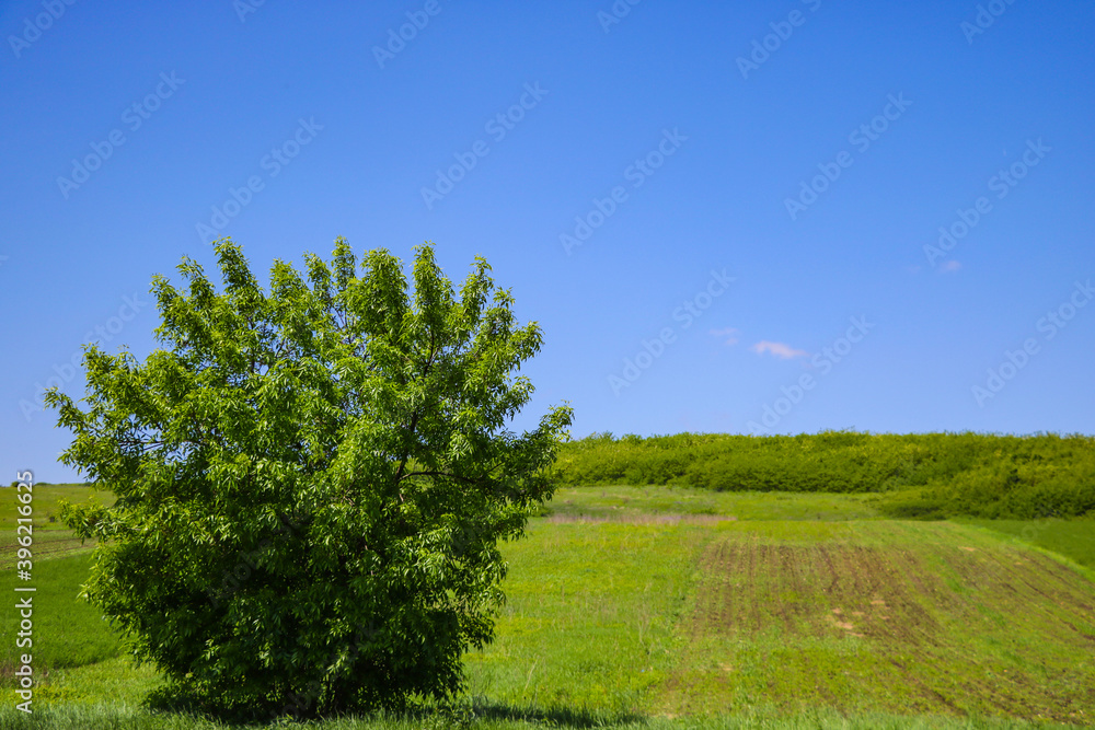 Fototapeta premium Lonely green tree on a background of meadow and blue sky, nature background.