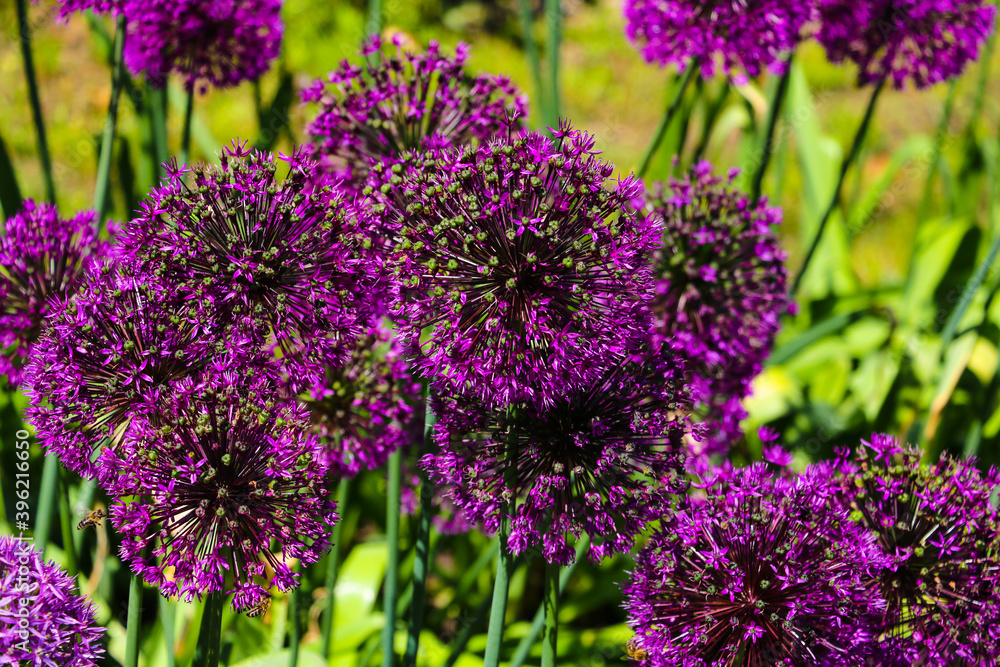 Obraz premium Beautiful purple flowers Allium giganteum, cultivar Globemaster.